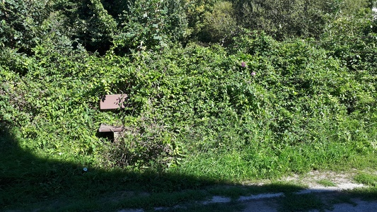 Un banc recouvert de végétation à Auray