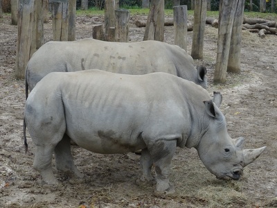 Rhinoceros blancs