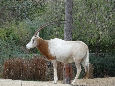Oryx algazelle