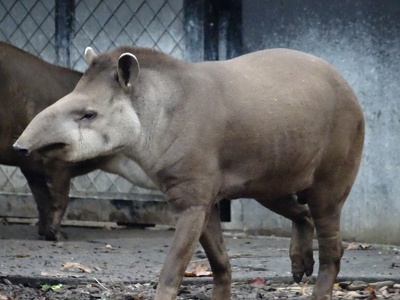 Tapirs terrestres
