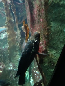 Grand Aquarium de Saint-Malo