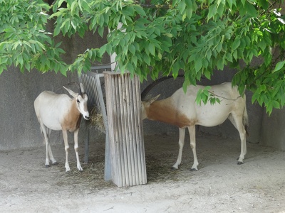 Oryx algazelles