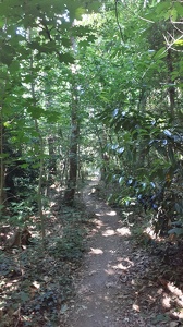 Forêt domaniale de la Malmaison