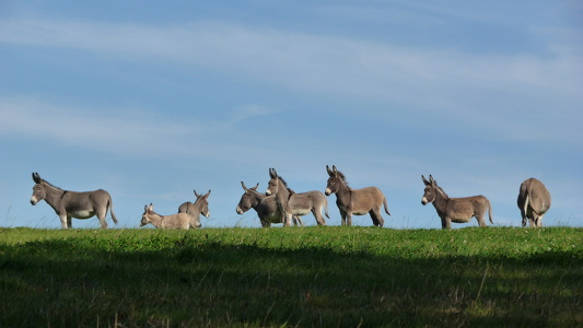 Ânes à Saulnières