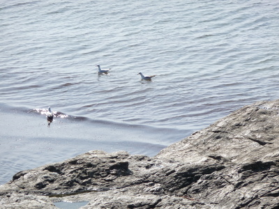 Balade à Saint-Gildas-de-Rhuys