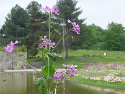 Parc floral de Vincennes