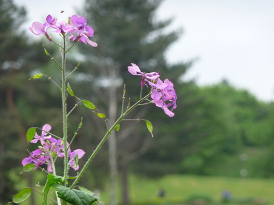 Parc floral de Vincennes