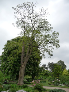 Parc floral de Vincennes