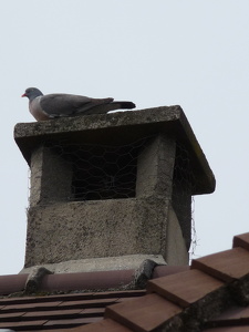 Pigeon