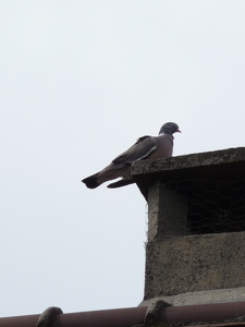 Pigeon