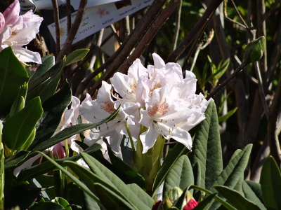 Jardinerie à Janzé