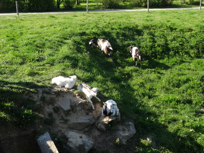 la Chapelle-des-Fougeretz