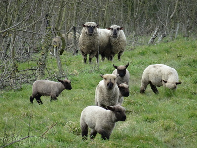 Moutons