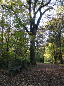 Parc forestier de la Jonchère