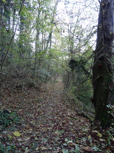 Parc forestier de la Jonchère