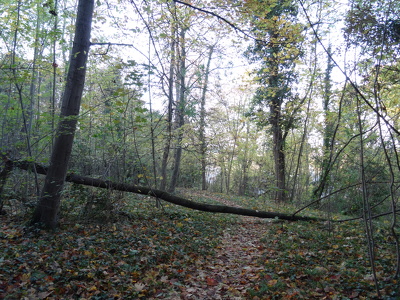 Parc forestier de la Jonchère