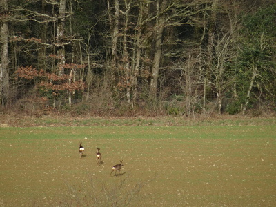 Entre Saulnières et le Petit-Fougeray