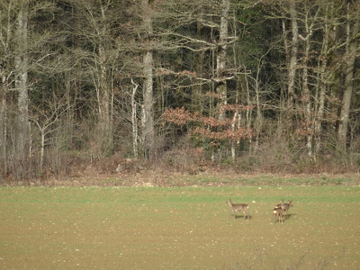 Entre Saulnières et le Petit-Fougeray