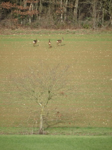 Entre Saulnières et le Petit-Fougeray