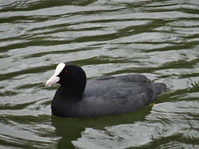 Poule d'eau