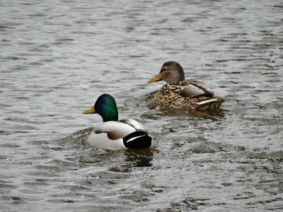 Canards