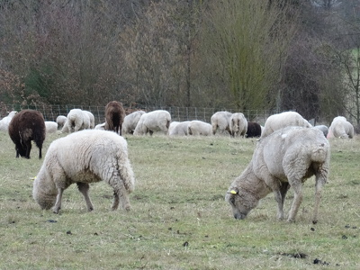 Moutons