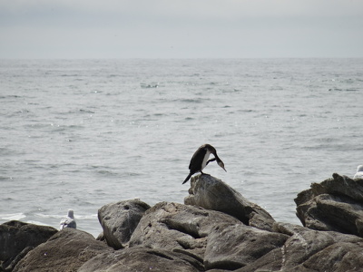 Cormoran et goélands