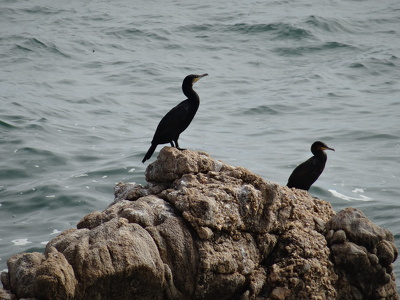 Cormorans