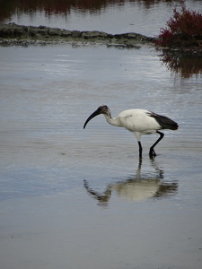 Ibis sacré