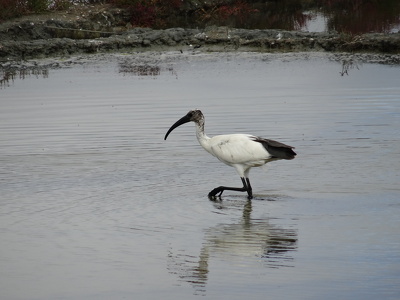 Ibis sacré