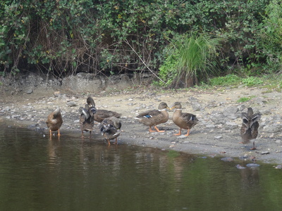 Canards