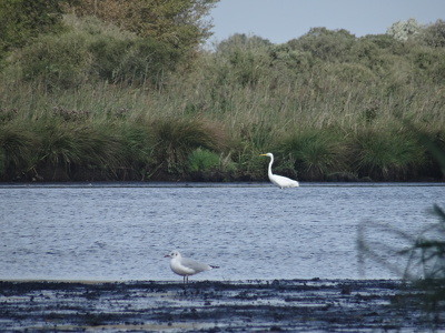 Marais de Brière