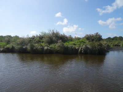 Marais de Brière