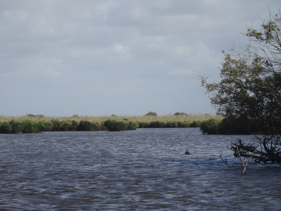 Marais de Brière