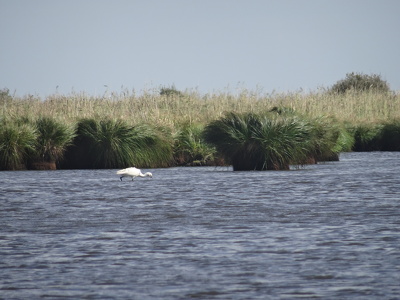 Marais de Brière