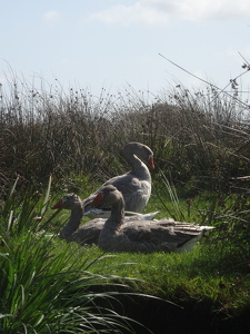 Marais de Brière