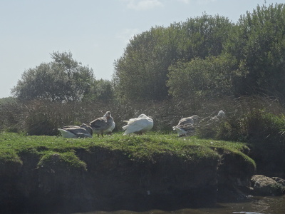 Marais de Brière