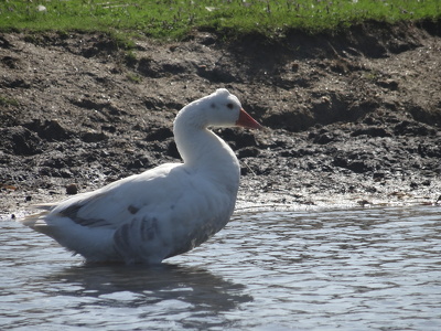 Marais de Brière