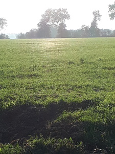 Toiles d'araignée dans les champs