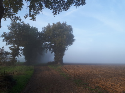 Brume sur Saulnières