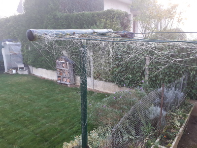 Toiles d'araignée gelée