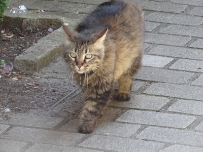 Chat à Guérande