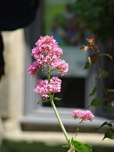 Fleurs à Guérande