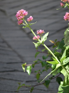 Fleurs à Guérande