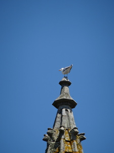 Mouette sur l'église Saint-Aubin à Guérende