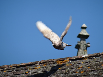 Décollage d'un pigeon à Guérande