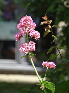 Fleurs à Guérande