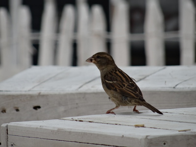 Moineau domestique