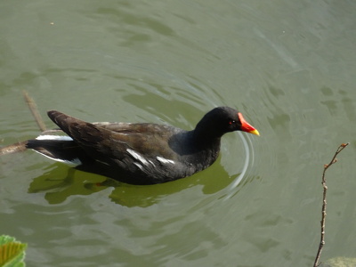 Etang de Châteaugiron