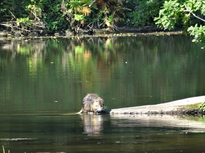 Ragondin sur le Canal de Nantes à Brest